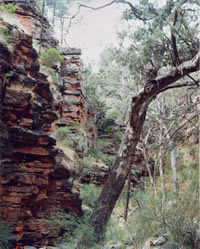 Alligator Gorge